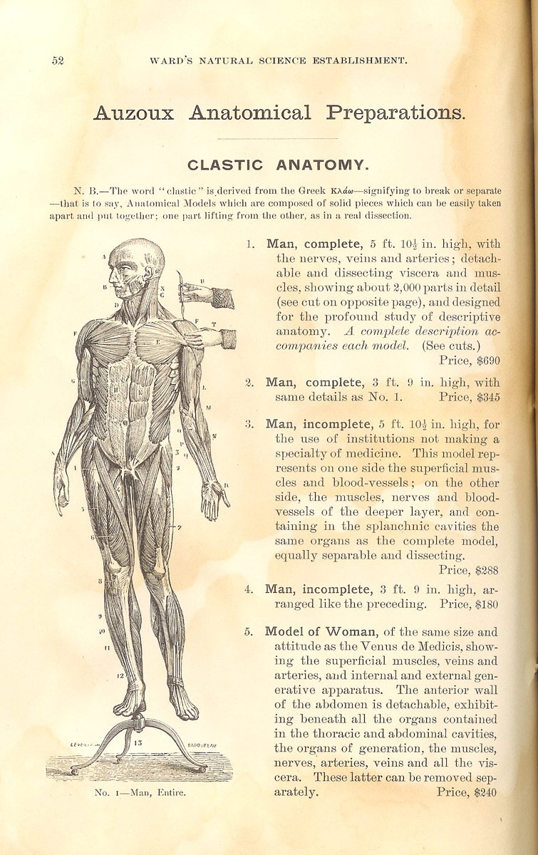 Enlarged image for image #2