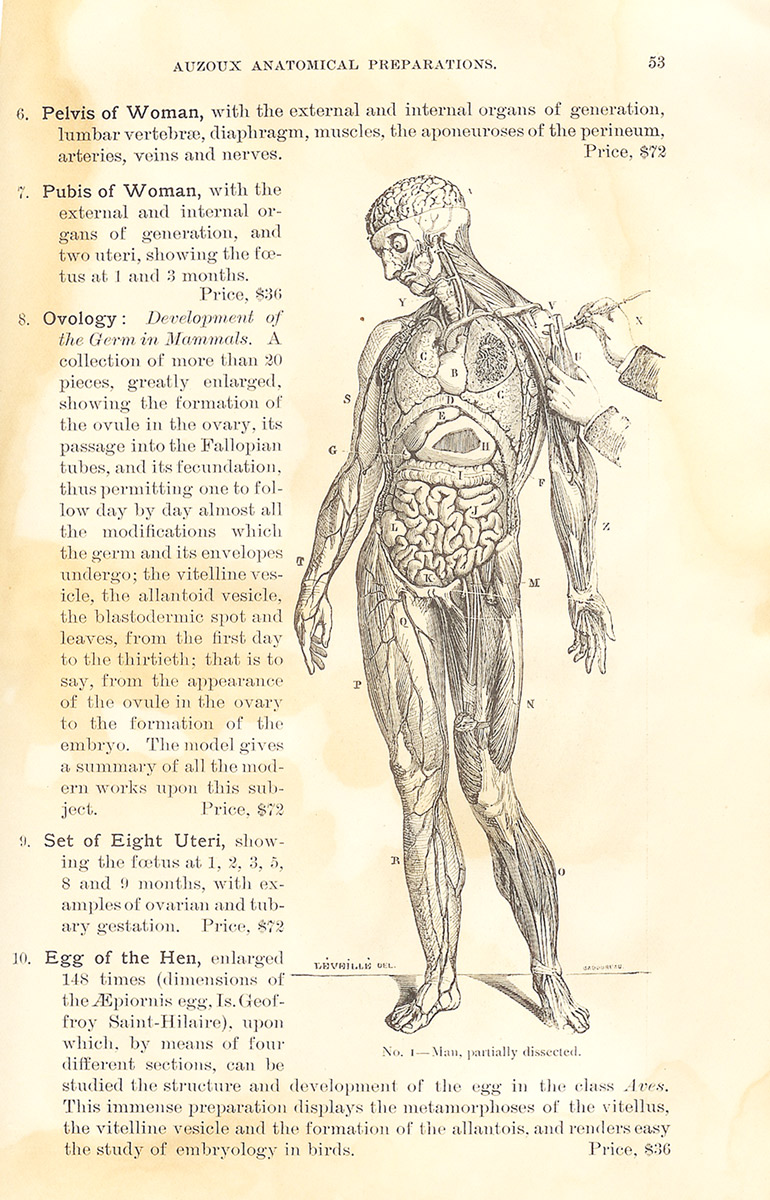 Magnified image for image #3