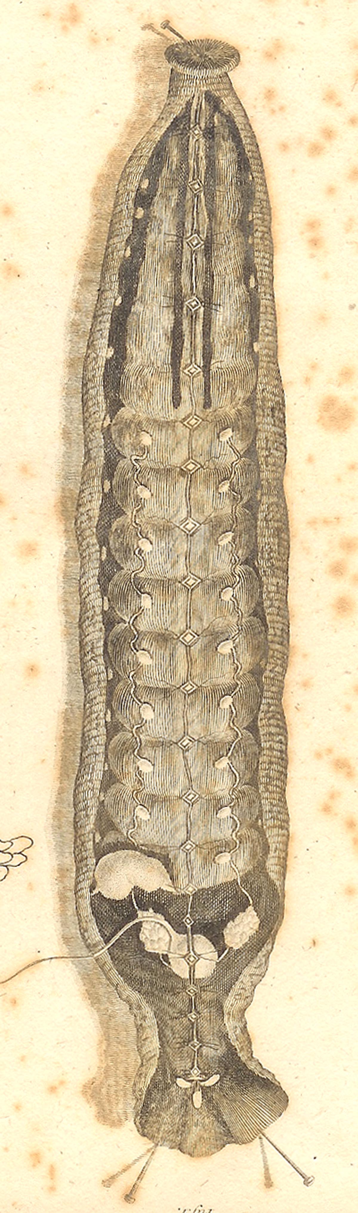 Magnified image for image #1